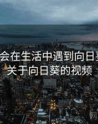 没想到会在生活中遇到向日葵视频，关于向日葵的视频